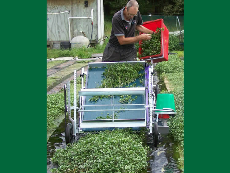 HT Cress In Use